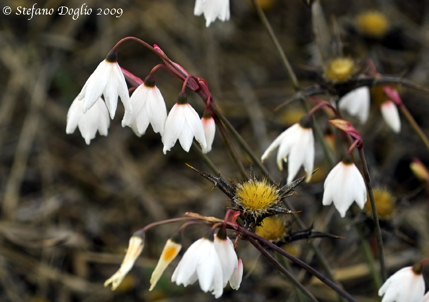 Leucojum autumnale / Campanelle autunnali